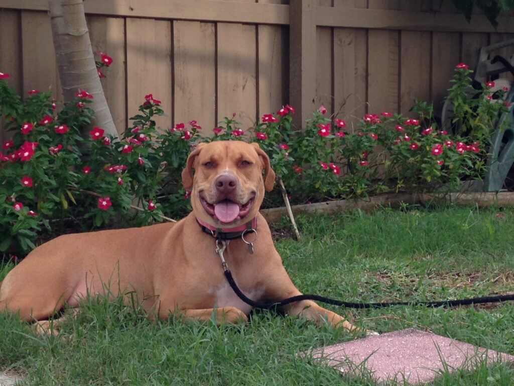 brown dog on black leash looking at camera